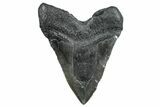 Huge Fossil Megalodon Tooth - South Carolina #283888-2